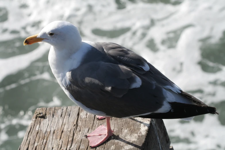 a small white and grey bird standing on wooden post