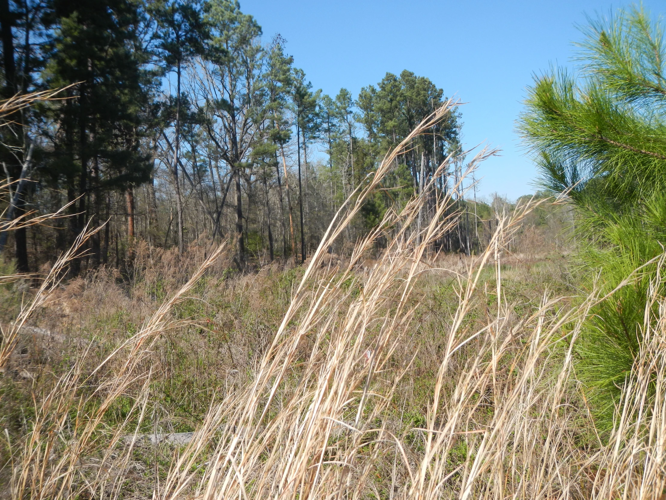 tall dry grass in a grassy field next to a forest