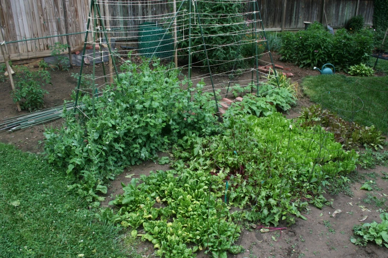 a very messy and overgrown garden with weeds