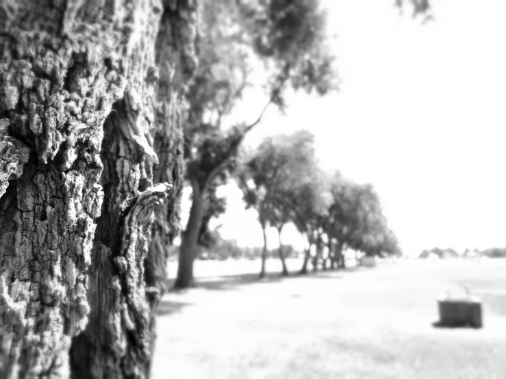 an image of a black and white po of trees in the park