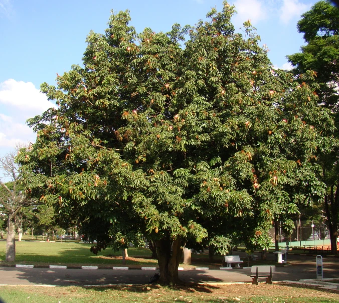 a tree in the middle of the park next to a path