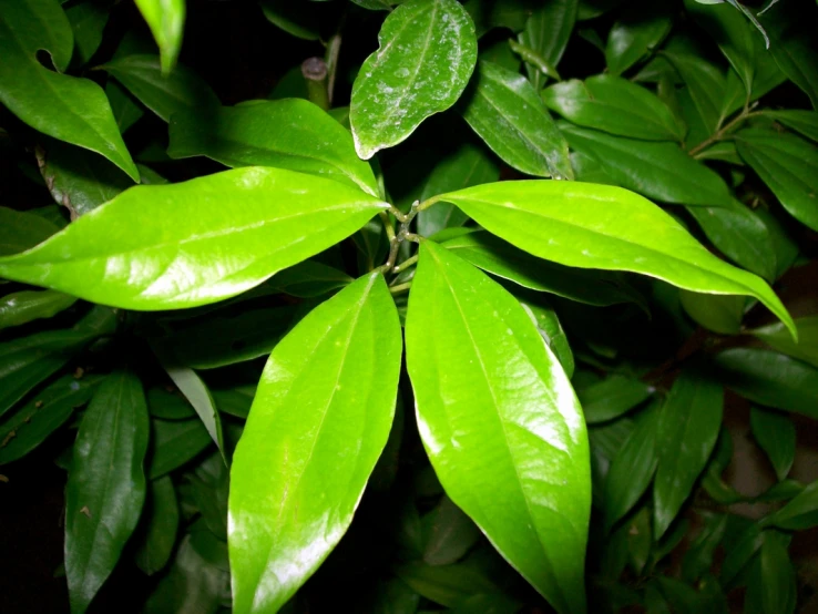 the nch of the tree is green with leaves