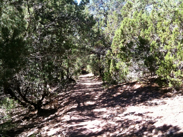 a trail in the woods surrounded by trees