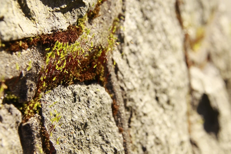 some moss growing on a wall near a sidewalk