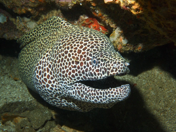 a spotted fish swimming along the sea floor