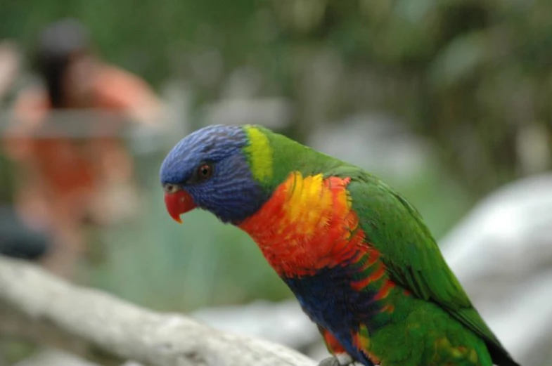 rainbow parrot sitting on a nch while a couple of other birds watch