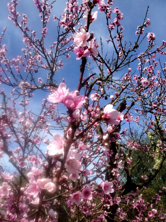 a very large pretty tree with pretty pink flowers