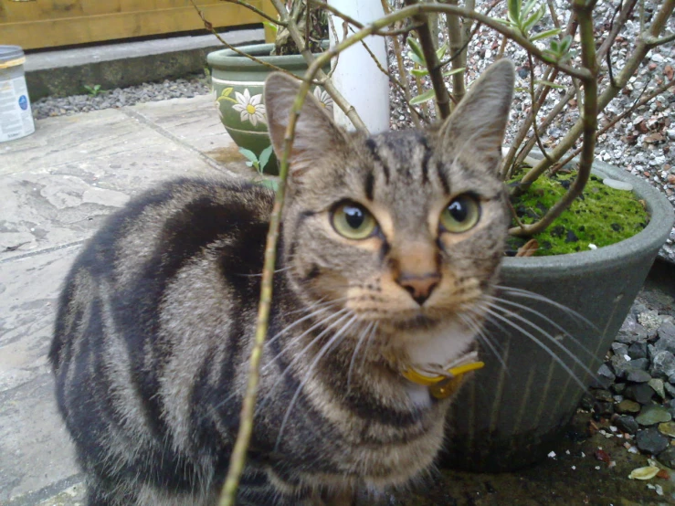 a close up of a cat near a plant