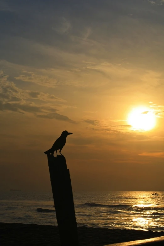 a bird is sitting on a wooden post at sunset