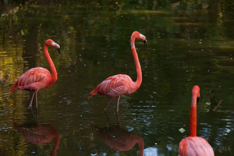 three pink flamingos are in the middle of water