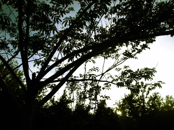 dark shadow leaves in an area with bright blue sky