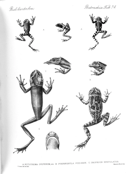 a frog and frogs are depicted on a white background