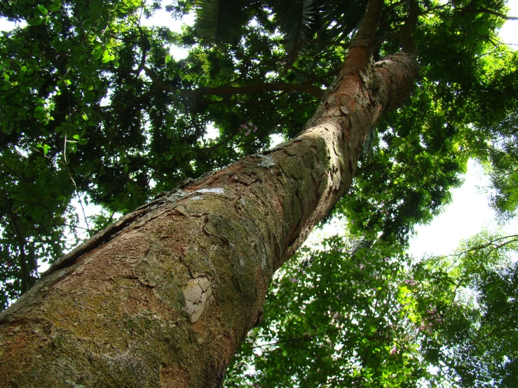 a tall tree with many leaves on it