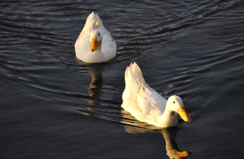 two white geese swimming in a dark body of water