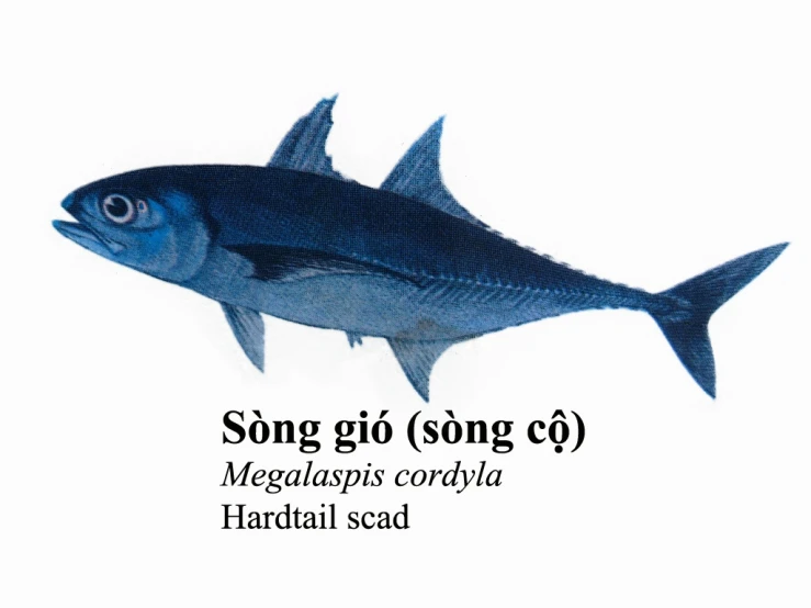a fish with the words song o'sing cj