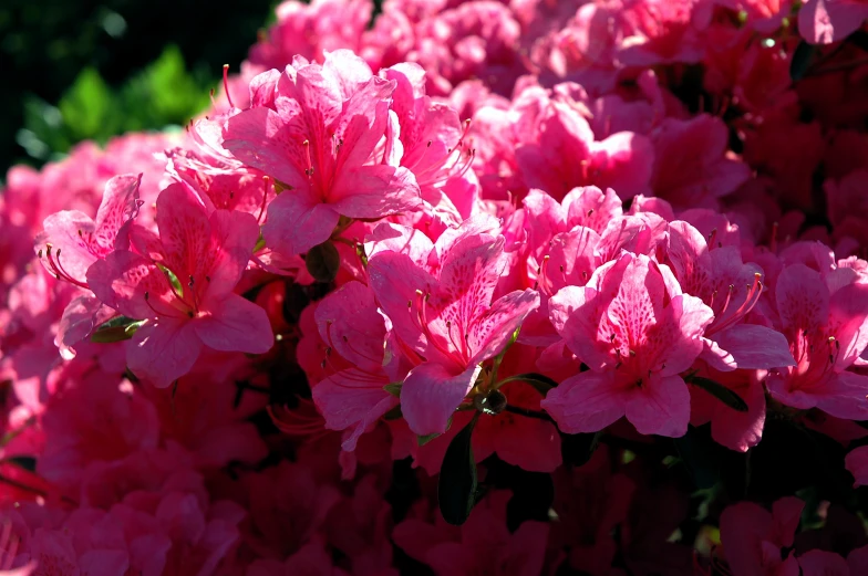 large cluster of pink flowers on the green bush