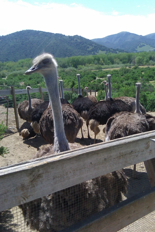 an ostrich looking out over a fence in a field