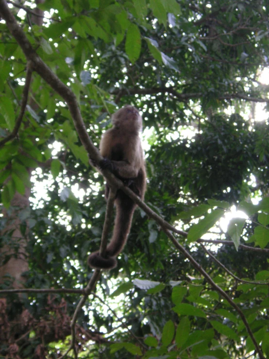 a monkey is perched on top of a tree