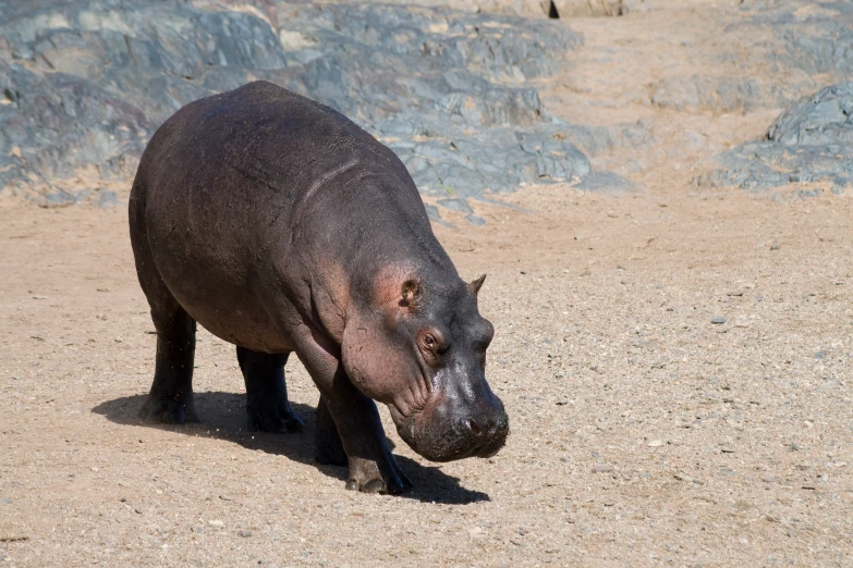 a large hippo walking across a dry grass covered field