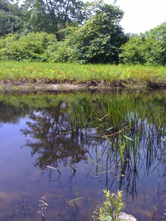 there are trees that are growing in the water