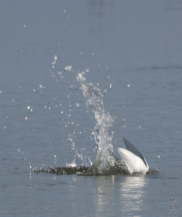 the bird is catching some food from the water