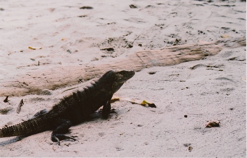 an iguana crawling around on the beach