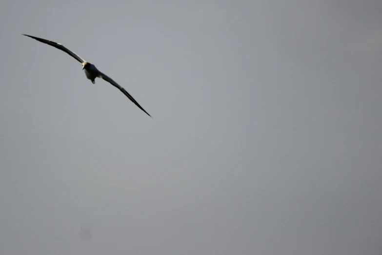 a bird soaring in the sky with very large wings