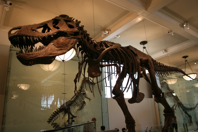 a large dinosaur skeleton on display in a museum