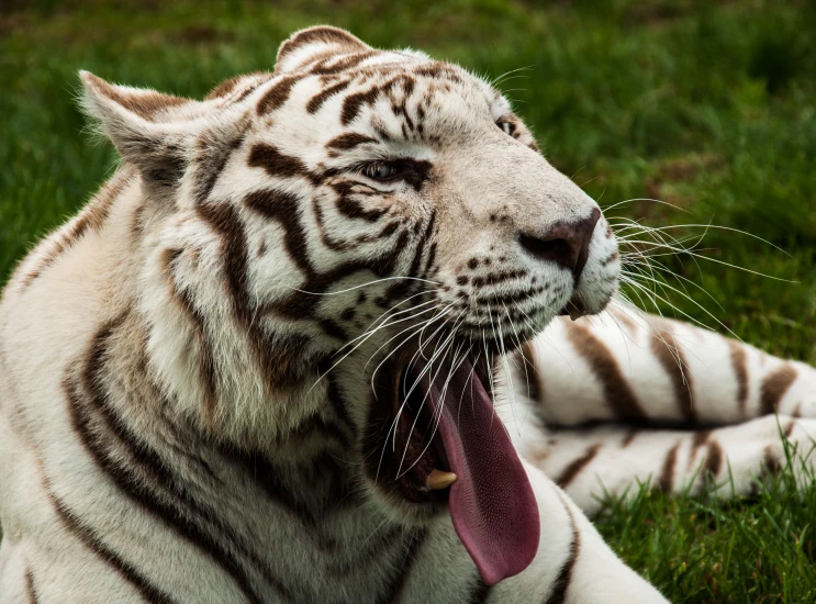 a white tiger laying in the grass with its tongue sticking out