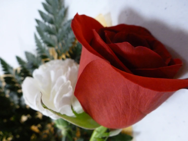 a close up of two roses near leaves