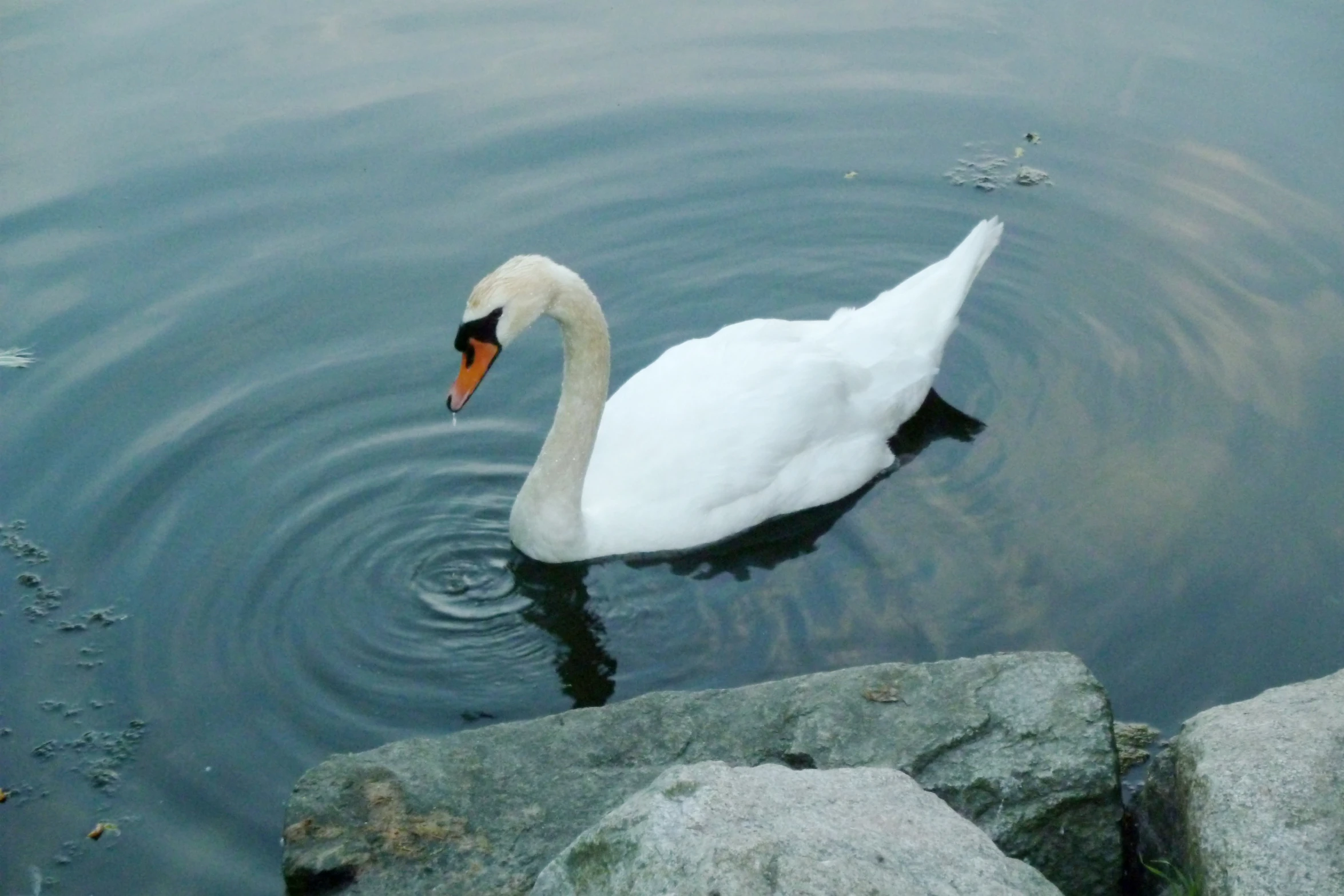 a white swan swimming by some rocks and water