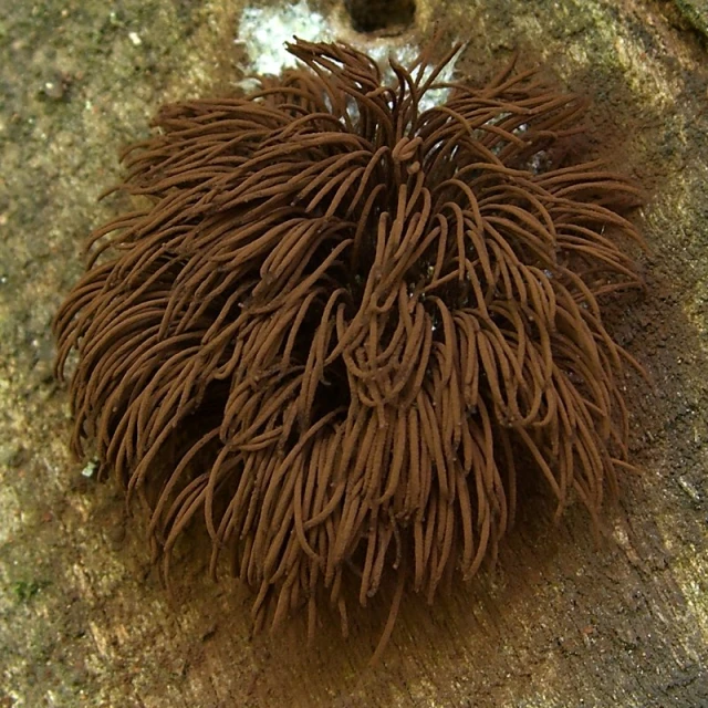 a very large, thick animal hair on top of some rocks
