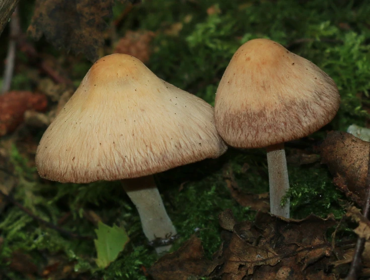 two mushroom growing on the ground in a forest
