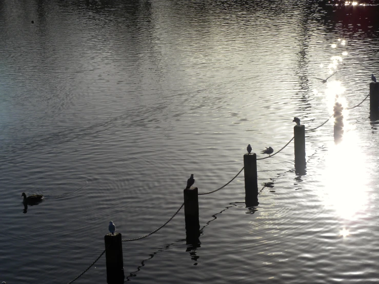 two birds are sitting on the posts in the water