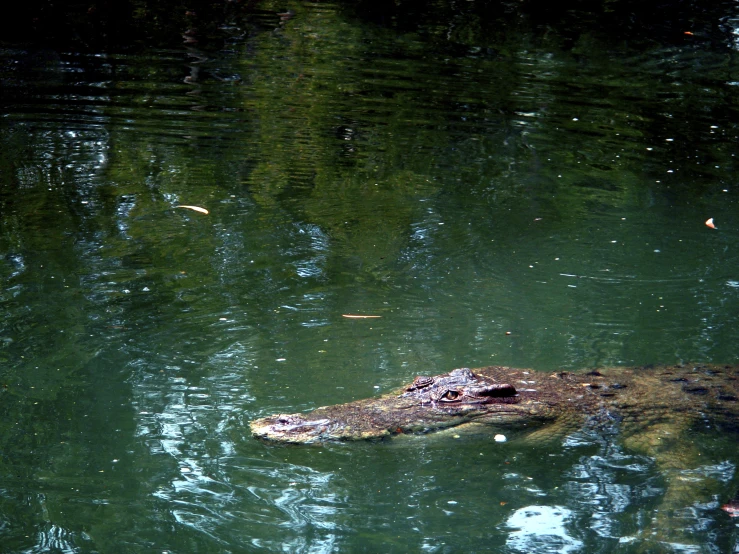 the alligator is swimming in the water outside