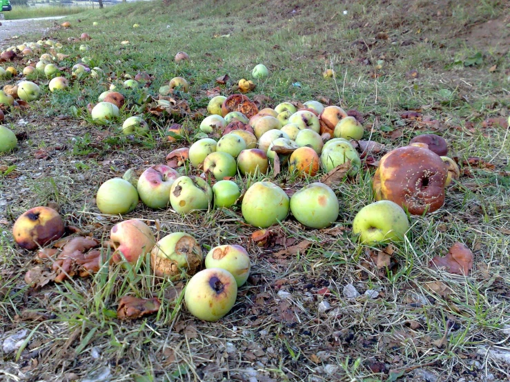 apples that are laying on the ground and broken