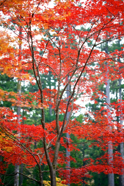 the bright orange leaves of a tree with the green and yellow leaves