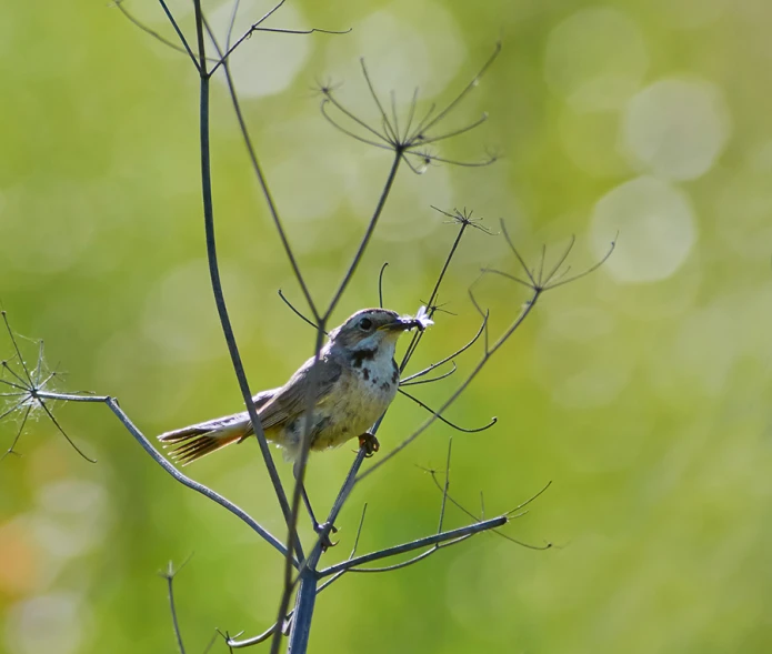 a small bird sits on the nch of a tree with no leaves