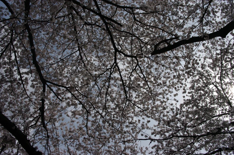 a tree with blossom in the foreground against a grey sky