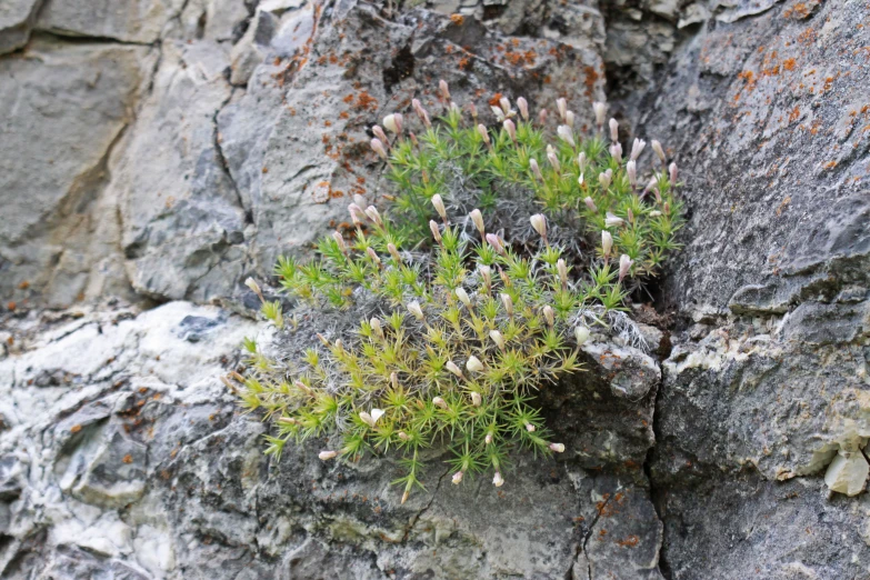 some green bushes growing on a rock surface