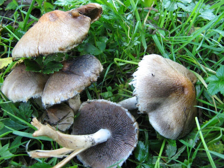 several mushrooms are sitting in the grass outside