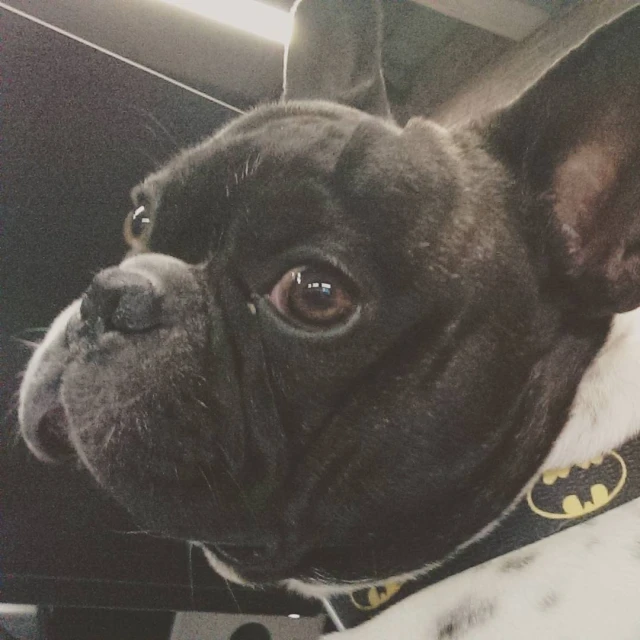 a little dog wearing a batman collar with it's eyes shut