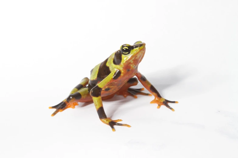 a frog sitting on top of white background