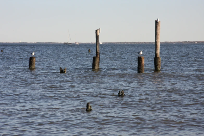 several poles sticking out from the water of a body of water