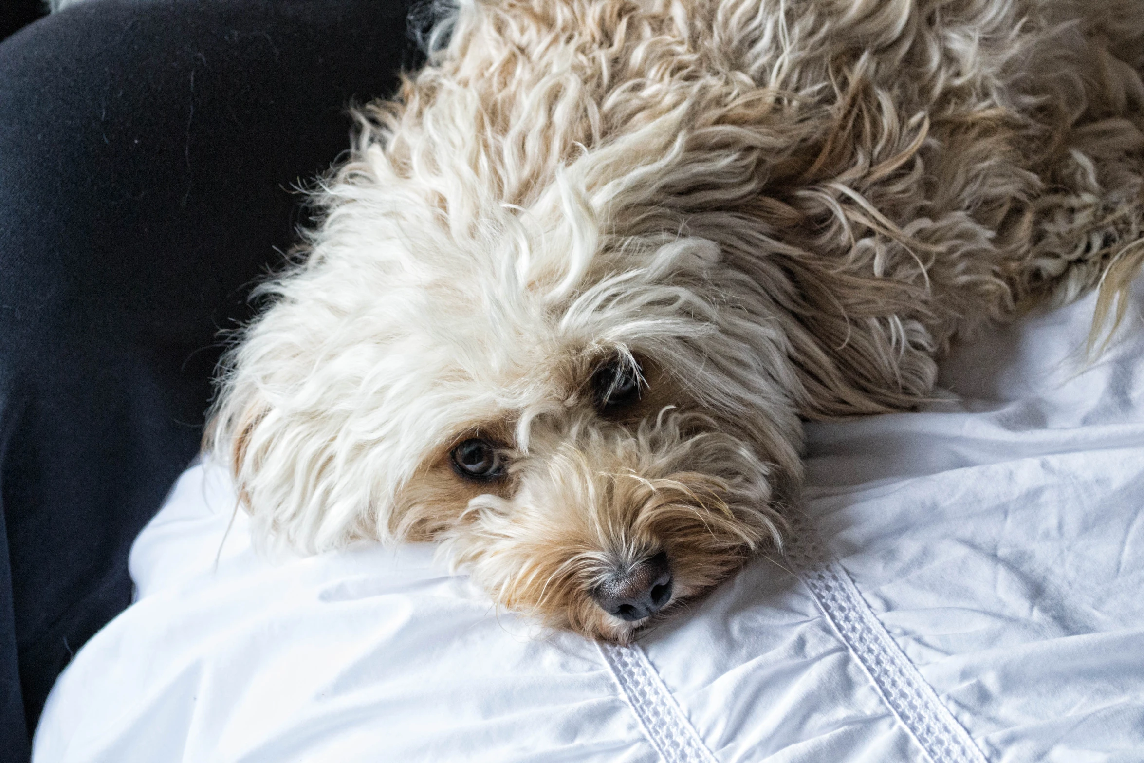 a small dog lays on a blanket next to an open pillow