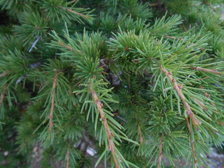 a close up of a fir tree with a lot of needles