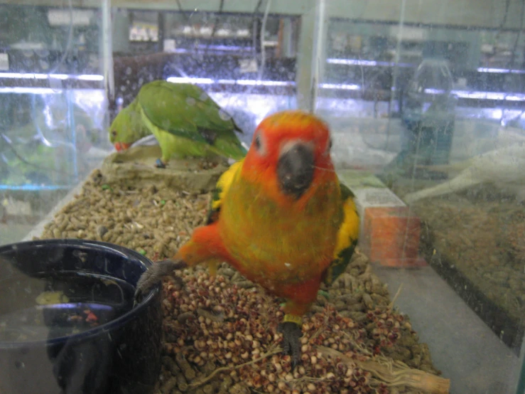 two colorful birds sitting on a table near a container of nuts