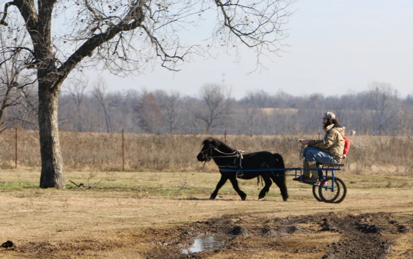 a horse pulling a man in a carriage