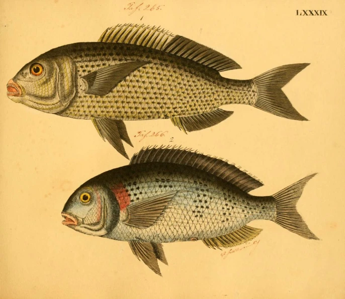 two fish with different markings on them are shown from a 19th - century book