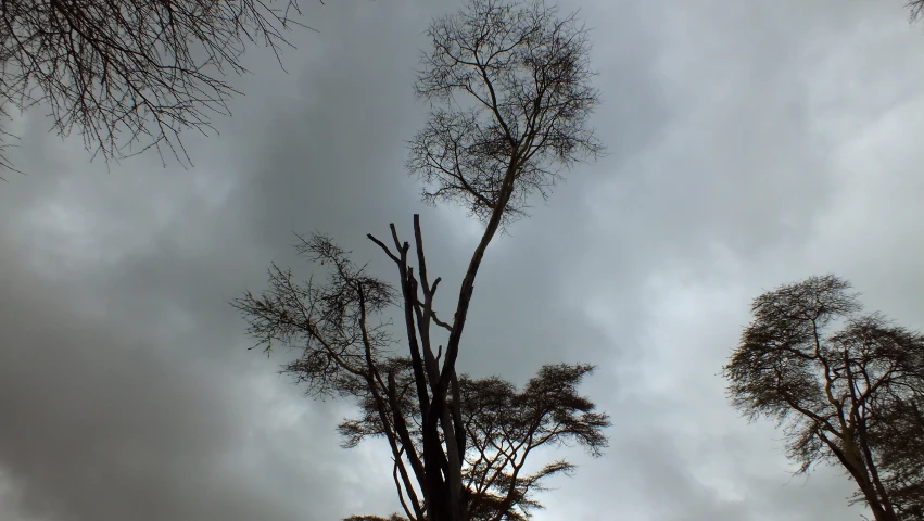 there is a black bird sitting on top of the tree